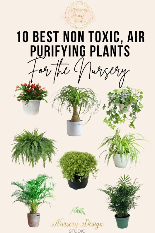 10 NON TOXIC, AIR PURIFYING HOUSE PLANTS FOR BABY NURSERY