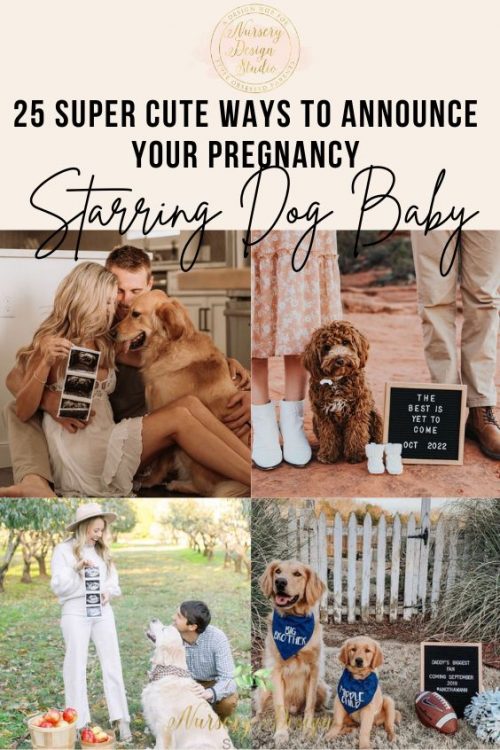 ways to announce your pregnancy with your dog