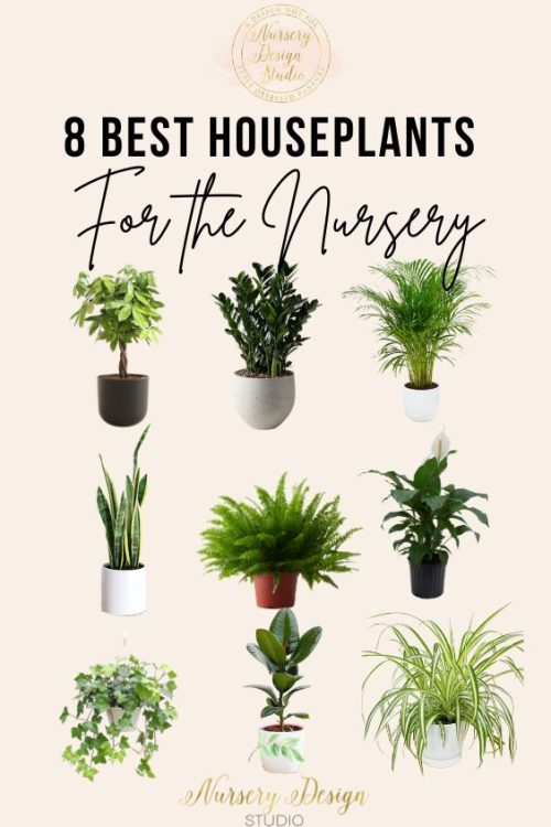 9 BEST HOUSEPLANTS FOR THE NURSERY